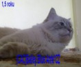 /album/vrh-b-prosinec-2011-1-5-roku/bailey-obraz0903-jpg/
